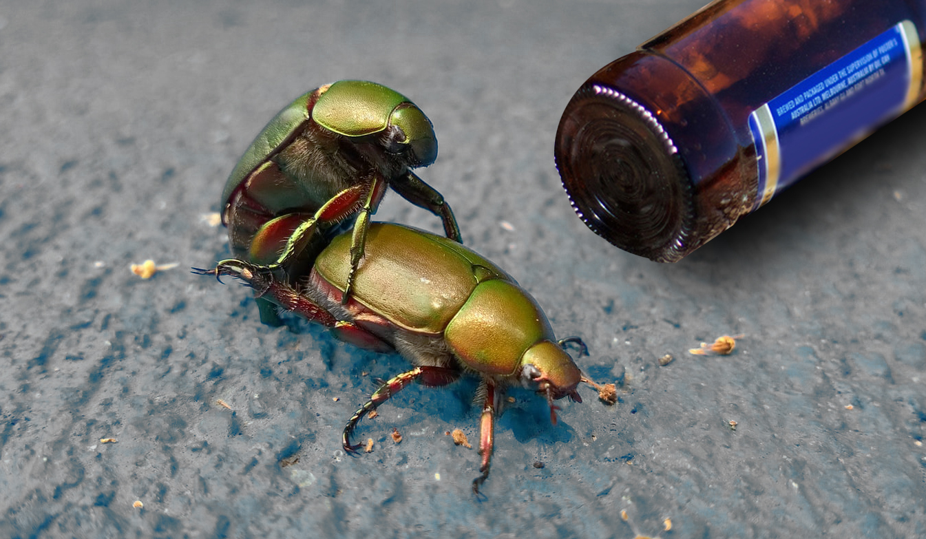 Dit is waarom kevers seks hebben met bierflesjes (ja, écht)